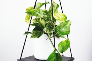 AC米兰球员庆祝进球的激动时刻